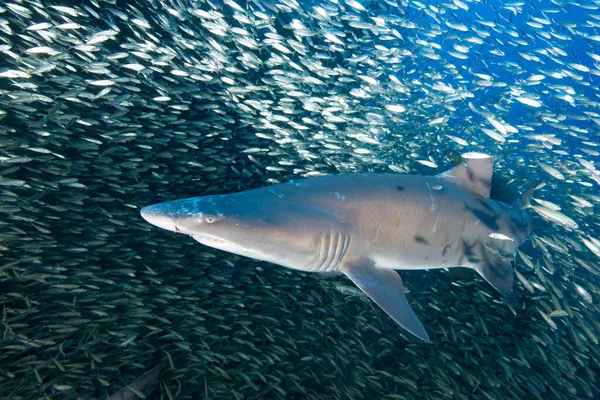 监测国家海洋保护区的一条被鱼包围的沙虎鲨 — 图库照片