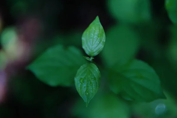 Селективный Фокус Зеленых Листьев Растений — стоковое фото