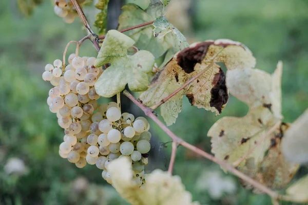 Une Vue Panoramique Raisins Frais Dans Vignoble Sur Fond Flou — Photo