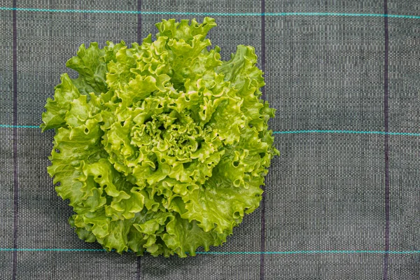 Iceberg lettuce, hydroponic vegetable farm, salad greens, agriculture and food concept