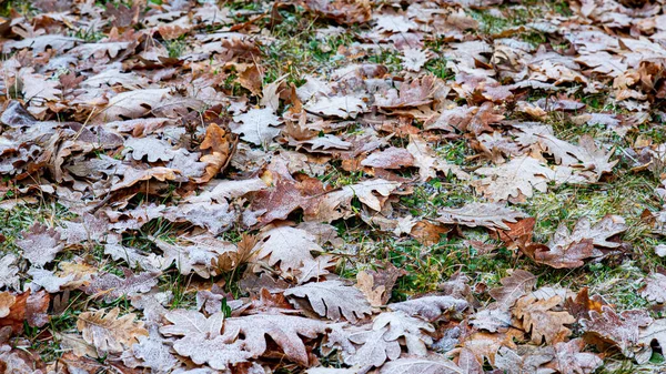 Outono Folha Textura Fundo Com Geada Inverno Com Tons Castanhos — Fotografia de Stock