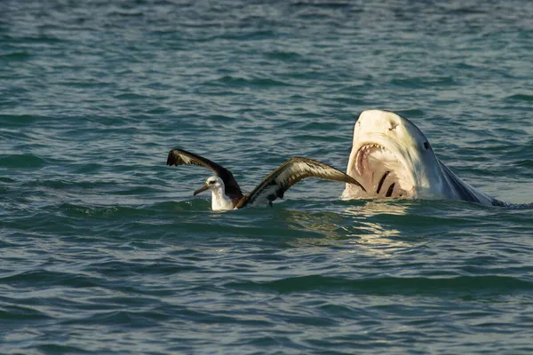 Tubarão Tigre Niuhi Galeocerdo Cuvier Albatros — Fotografia de Stock