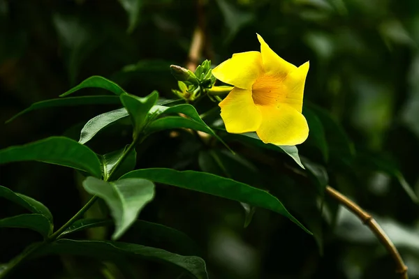 Eine Selektive Fokusaufnahme Gelber Oleander Mit Grünen Blättern — Stockfoto