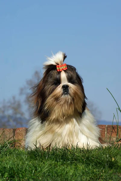 Una Hermosa Toma Perro Shih Tzu Aire Libre Durante Día — Foto de Stock