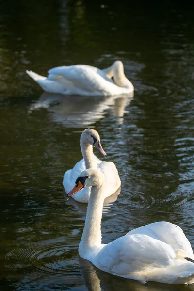 Vertical Shot Swans Swimming Pond — Stock Photo, Image
