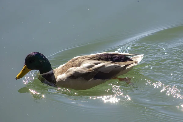 Closeup Domestic Duck Swimming Lake Sunlight — Stock Photo, Image