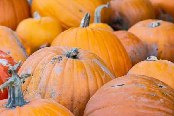 Gros Plan Tas Citrouilles Mûres — Photo