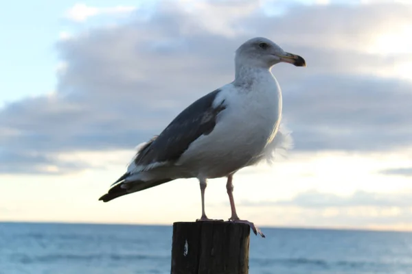 Seagull Wooden Post Sea Water Cloudy Sky — Stock Photo, Image