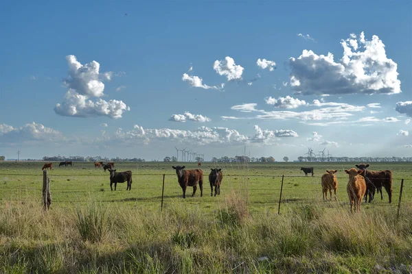 Vacas Pastando Uma Paisagem Com Céu Bonito Com Nuvens Algodão — Fotografia de Stock