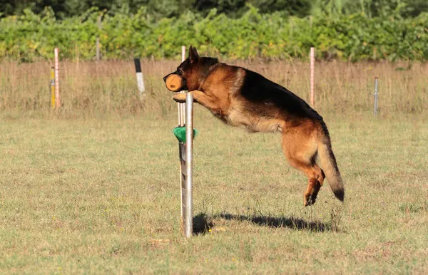 德国牧羊犬在户外训练 — 图库照片