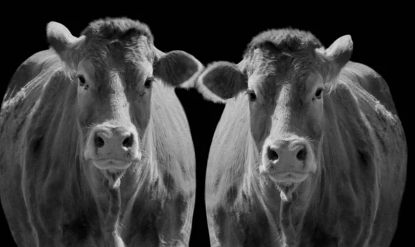 Grayscale Two Cute Cows Black Background — Stock Photo, Image