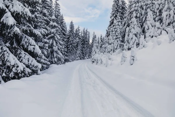 Eine Winterlandschaft Mit Kiefernwald Den Bergen Mit Einer Sehr Großen — Stockfoto
