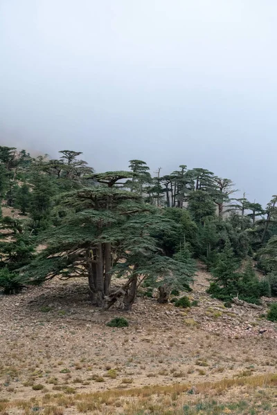 Scénický Pohled Cedrový Les Blue Atlas Mlhavého Počasí Národního Parku — Stock fotografie