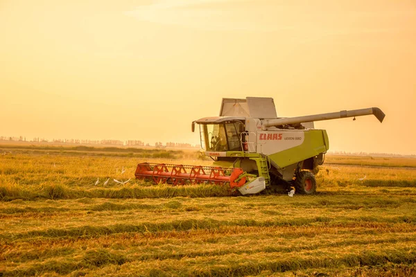 Sueca Hiszpania Września 2021 Maszyna Koszenia Ryżu Pracuje Polu Rolniczym — Zdjęcie stockowe