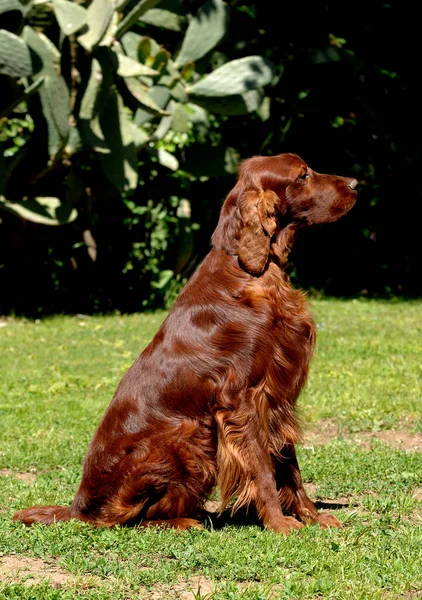 アイルランドのセッターまたはレッドセッター犬の垂直ショット — ストック写真