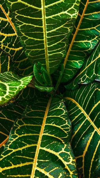 Disparo Vertical Una Planta Verde — Foto de Stock