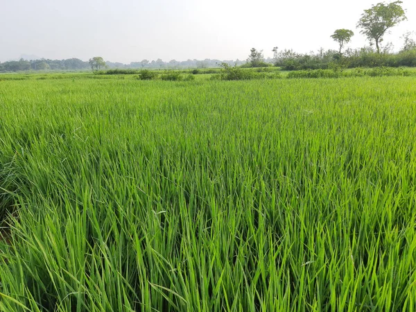 畑の緑の稲 緑の水田は雨季に農場 インドの稲作 水田概念における穀物です グリーン ライス フィールドの閉鎖だ パディー — ストック写真
