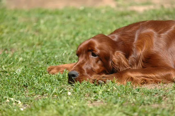 Eine Schöne Aufnahme Eines Irish Red Setter Hundes Freien Während — Stockfoto