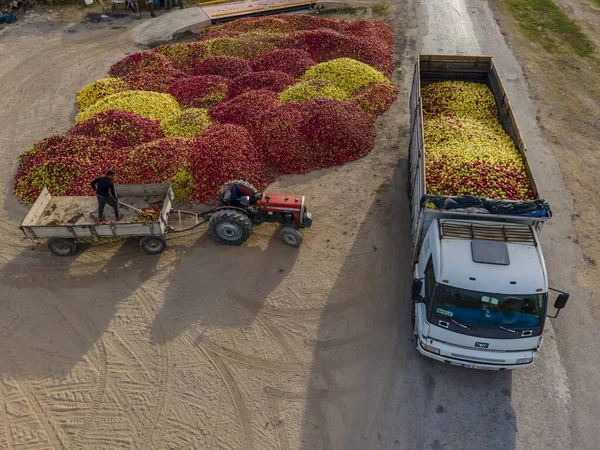 Von Oben Betrachtet Werden Bunte Früchte Zur Industriellen Saftproduktion Transportiert — Stockfoto