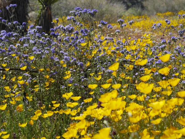 Selectivo Hermoso Campo Con Flores Silvestres Flor California —  Fotos de Stock