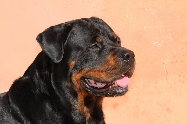 Eine Nahaufnahme Eines Reinrassigen Rottweilers — Stockfoto