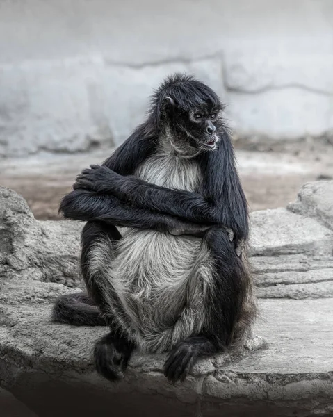 Eine Vertikale Aufnahme Eines Trächtigen Spinnenaffen Auf Einem Boden — Stockfoto