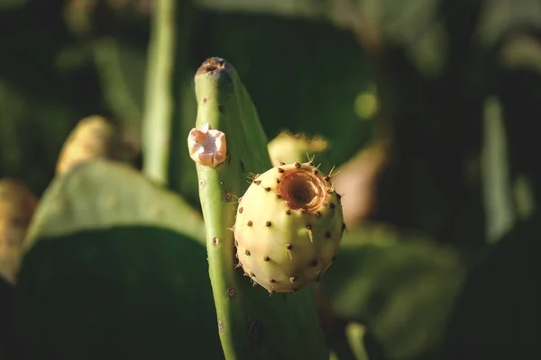 太陽の光の下で魅惑的なプリッキー梨 Opuntia の開花サボテンのクローズアップショット — ストック写真