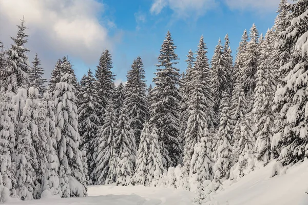 Ett Vinterlandskap Med Tallskog Uppe Fjällen Med Ett Mycket Stort — Stockfoto