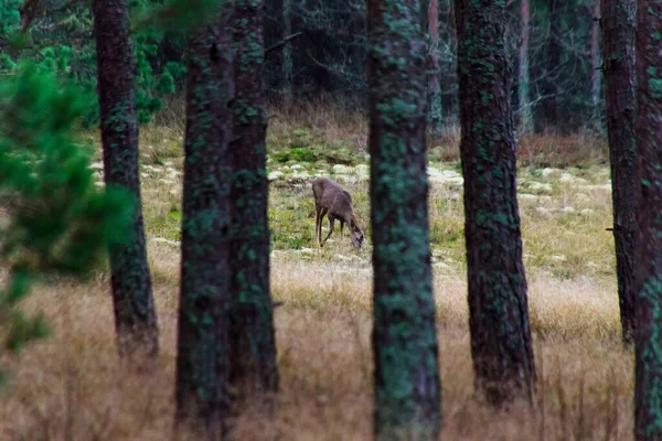 Een Hert Het Bos Overdag — Stockfoto