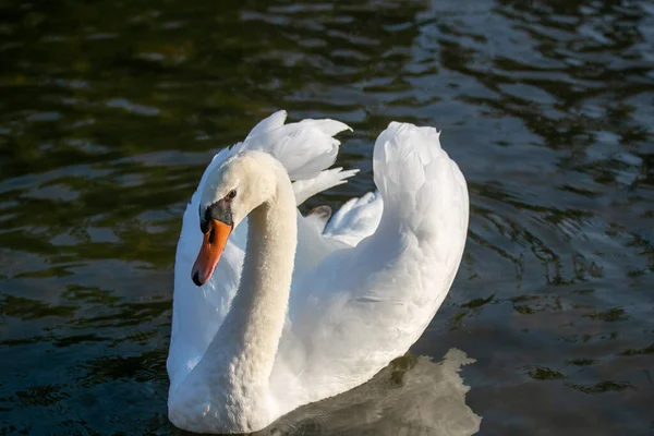 日中は湖の白い白鳥のクローズアップショット — ストック写真
