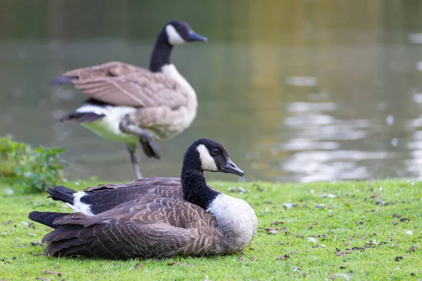 Tiro Perto Pato Selvagem Junto Lago — Fotografia de Stock