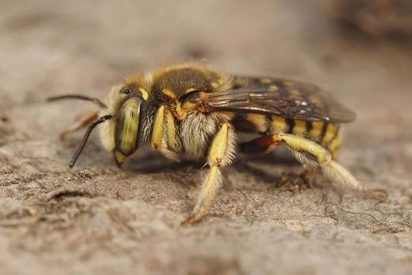 Nahaufnahme Einer Lot Woolcarder Biene Anthidium Loti Sitzt Auf Einem — Stockfoto