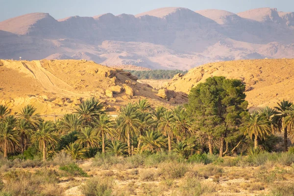 Vue Panoramique Sur Oasis Palmiers Vieux Bâtiment Les Montagnes Les — Photo