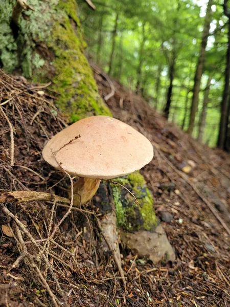 Tiro Vertical Cogumelo Selvagem Uma Floresta Durante Dia — Fotografia de Stock