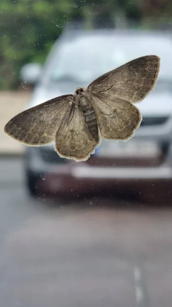 Papillon Brun Perché Sur Fenêtre Verre — Photo