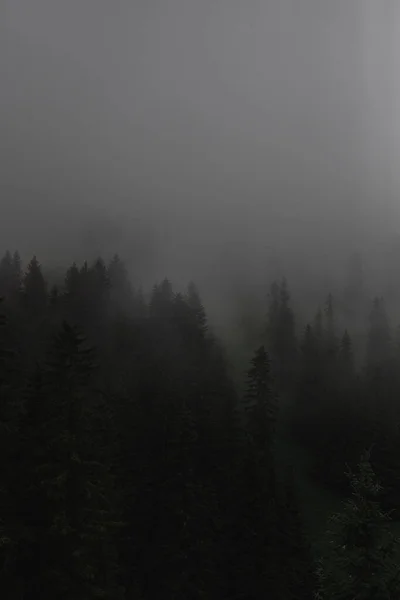 Eine Vertikale Aufnahme Eines Waldes Bei Nebligem Wetter — Stockfoto