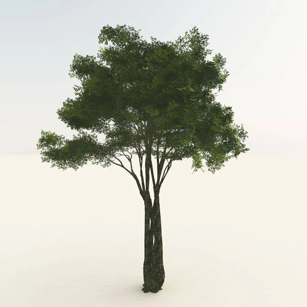 Απόδοση Δέντρου Καλυμμένου Πράσινα Φύλλα Που Απομονώνεται Λευκό Φόντο — Φωτογραφία Αρχείου