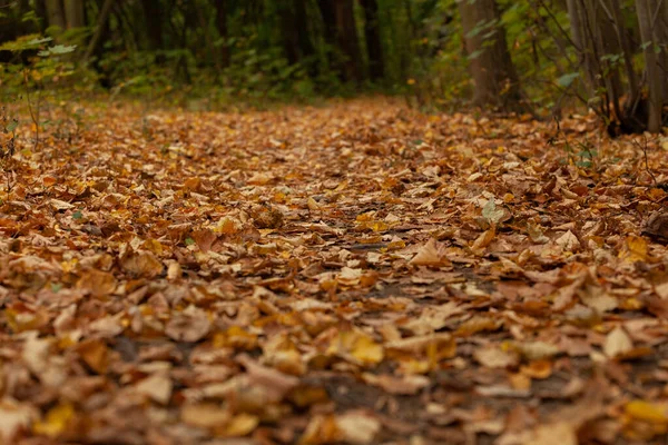 Closeup Shot Beautiful Yellow Brown Fallen Autumn Leaves Ground — Stock Photo, Image