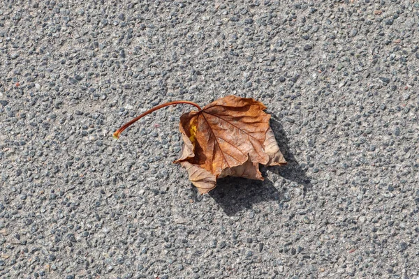 Une Feuille Sèche Tombée Sur Asphalte — Photo