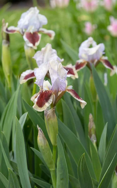 Vertikální Snímek Německé Duhovky Iris Barbata Nana Botanické Zahradě — Stock fotografie