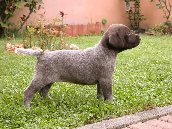 Tysk Kortsluten Pekarhund Utomhus — Stockfoto