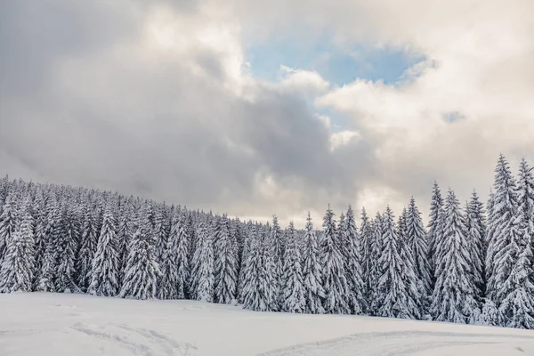 Uma Paisagem Inverno Com Pinhal Nas Montanhas Com Uma Camada — Fotografia de Stock