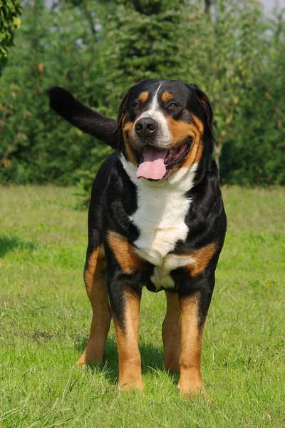 Ein Schweizer Sennenhund Freien — Stockfoto