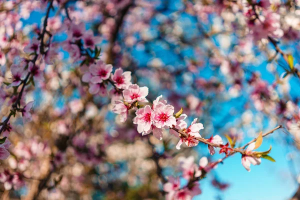 Gros Plan Magnifique Cerisier Rose Clair Fleuri Sous Lumière Soleil — Photo