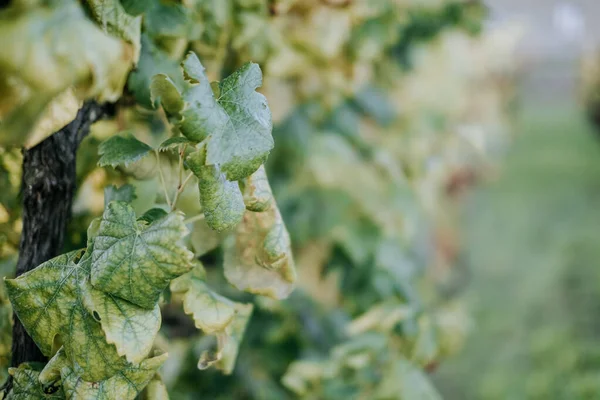 Gros Plan Feuilles Raisin Vert Dans Vignoble Sur Fond Flou — Photo