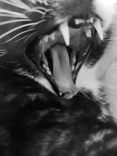 Vertical Shot Cat Yawning — Stock Photo, Image