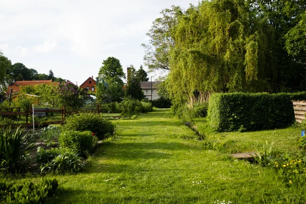 Een Park Met Verschillende Groene Vegetatie — Stockfoto