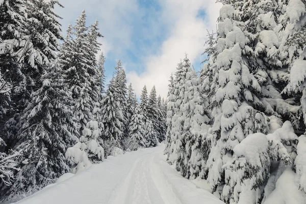 Eine Winterlandschaft Mit Kiefernwald Den Bergen Mit Einer Sehr Großen — Stockfoto