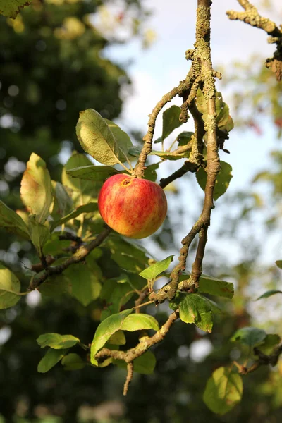 Belo Tiro Maçãs Penduradas Uma Árvore Jardim — Fotografia de Stock