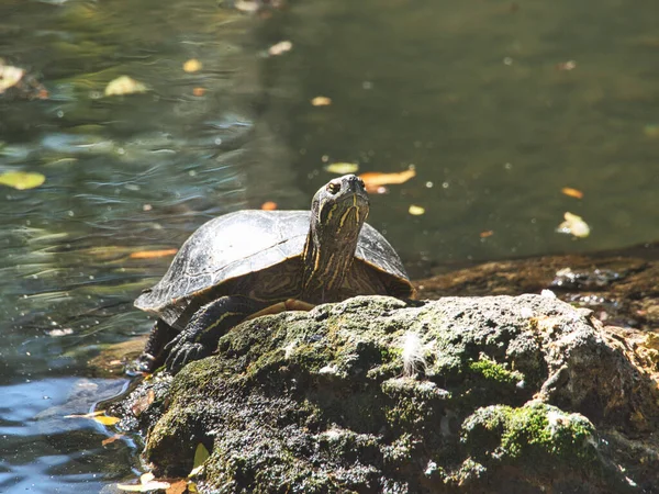 Turtle Rock Pond David Traylor Zoo Emporia — Stock Photo, Image